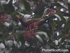 Turdus rubrocanus