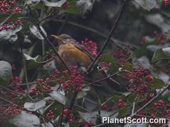 Turdus rubrocanus