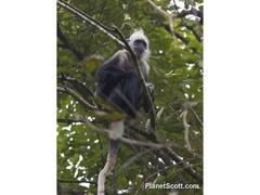 Trachypithecus leucocephalus