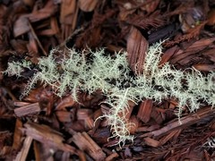 Usnea intermedia