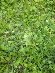 Rhinanthus alectorolophus