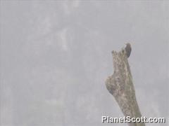 Blythipicus pyrrhotis