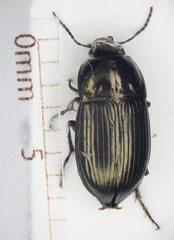 Amara lunicollis