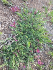 Astragalus monspessulanus monspessulanus