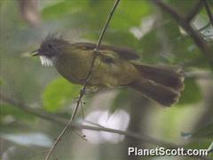Puff-Throated Bulbul photo 3