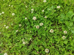 Trifolium repens