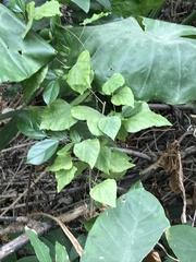 Pericampylus glaucus