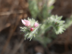 Echium angustifolium