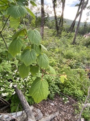 Acer tegmentosum