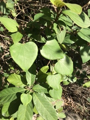 Pericampylus glaucus