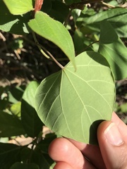 Pericampylus glaucus