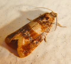 Lobesia spiraeae