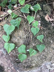 Pericampylus glaucus