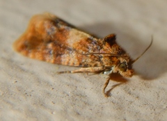 Lobesia spiraeae