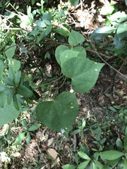 Pericampylus glaucus