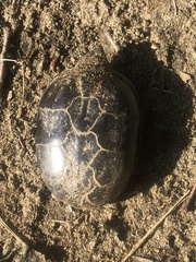 Kinosternon subrubrum