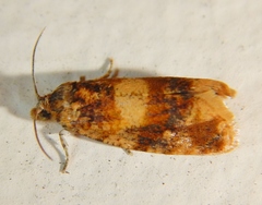 Lobesia spiraeae