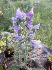 Echium judaeum