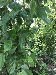 Celtis timorensis