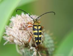 Typocerus acuticauda