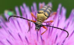 Typocerus acuticauda