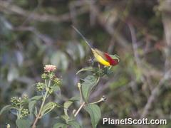 Aethopyga gouldiae