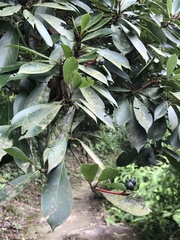 Machilus thunbergii