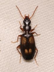 Calodromius spilotus