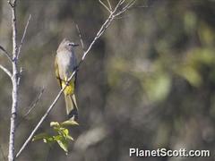 Pycnonotus flavescens