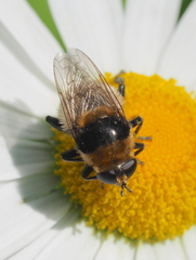 Merodon equestris