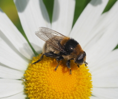 Merodon equestris
