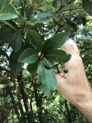 Machilus thunbergii