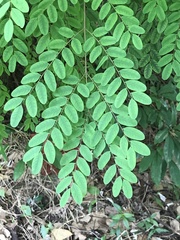 Adenanthera microsperma