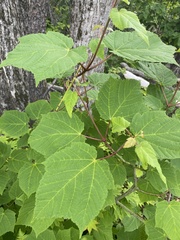 Acer tegmentosum