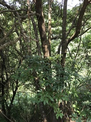 Machilus thunbergii