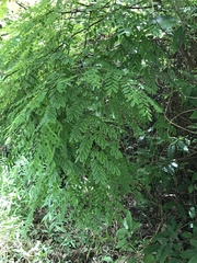 Adenanthera microsperma