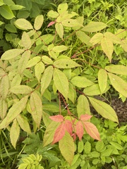 Acer mandshuricum