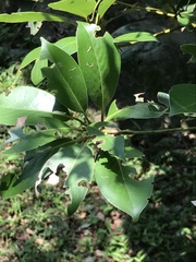 Machilus thunbergii