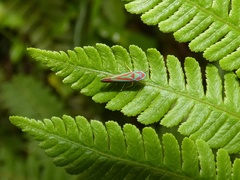 Graphocephala coronella