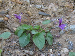 Viola somchetica