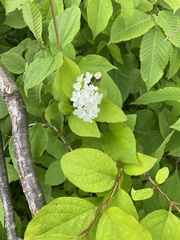 Deutzia parviflora