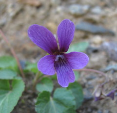 Viola somchetica
