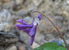 Viola somchetica