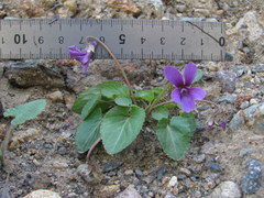 Viola somchetica