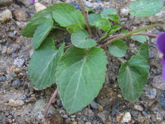 Viola somchetica