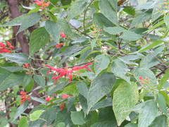 Salvia sessei