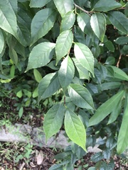 Ilex asprella