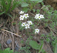Androsace barbulata