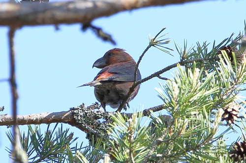 Parrot Crossbill, Ленинградская область, RU, photo 10 of 10