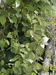 Actinidia kolomikta